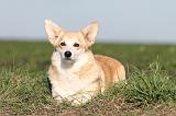 CORGI PEMBROKE 683